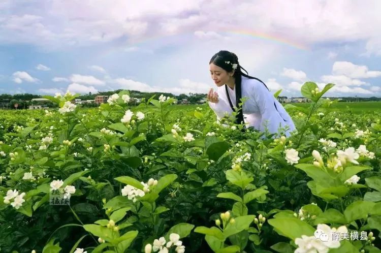 花仙子穿上茉莉新衣横县茉莉花迎来华丽转身