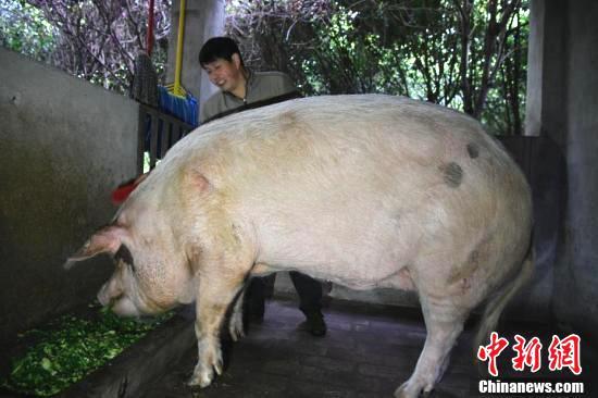 专职饲养员龚国成给"猪坚强"喂食 返回搜 责任编辑