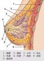 图中的9是悬韧带,也可以看到,乳房内部是缺少肌肉支撑的