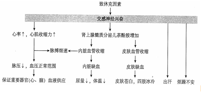 难点知识·休克-2019年临床执业医师考试