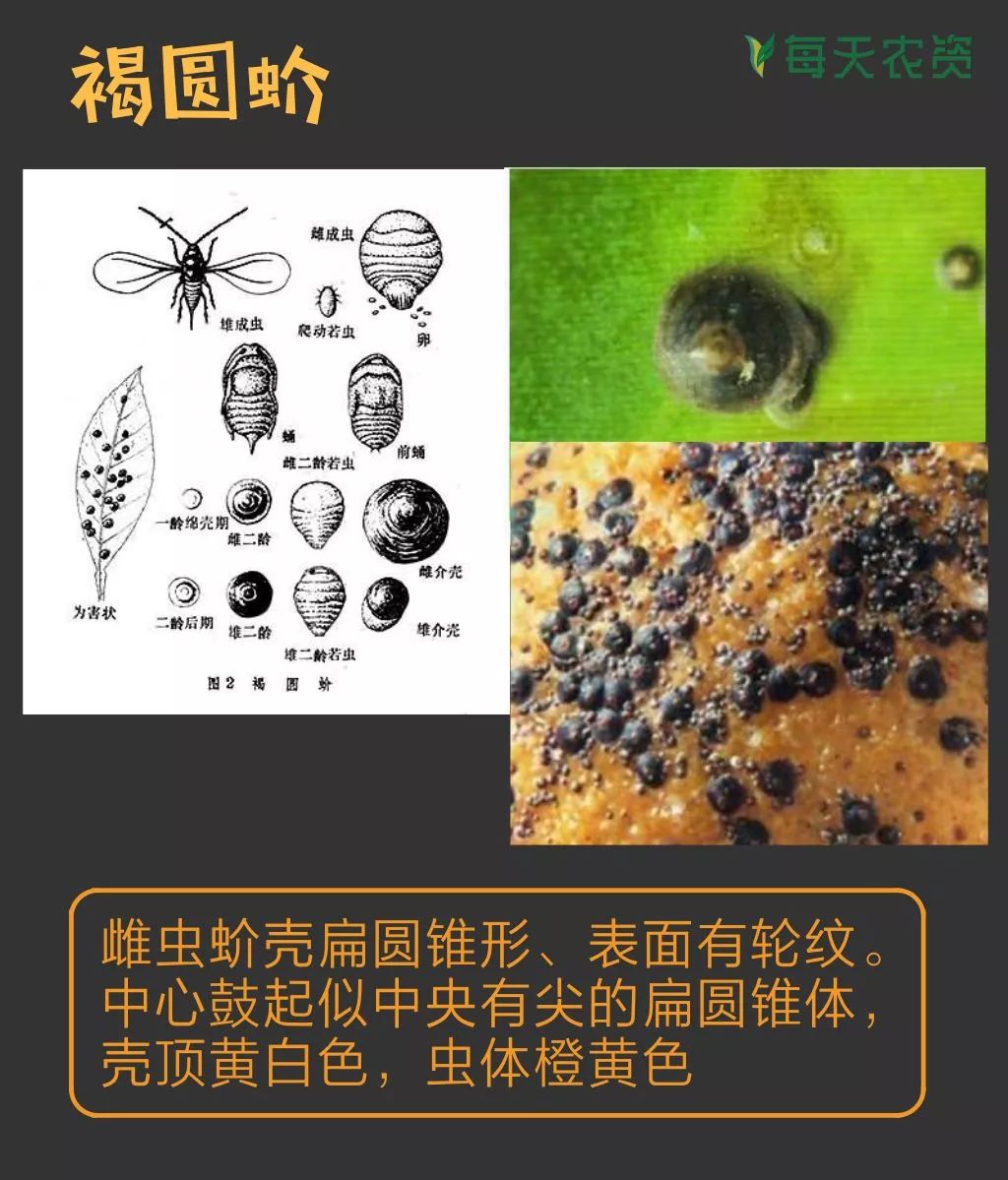 常见蚧类害虫汇总15种常见的蚧壳虫种类及防治方法