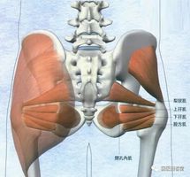 史上最全的骨盆终极详解四骨盆外的肌肉