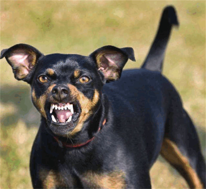 除嗅觉外,狗狗的听力也不错,它能听到1公里以内的声音