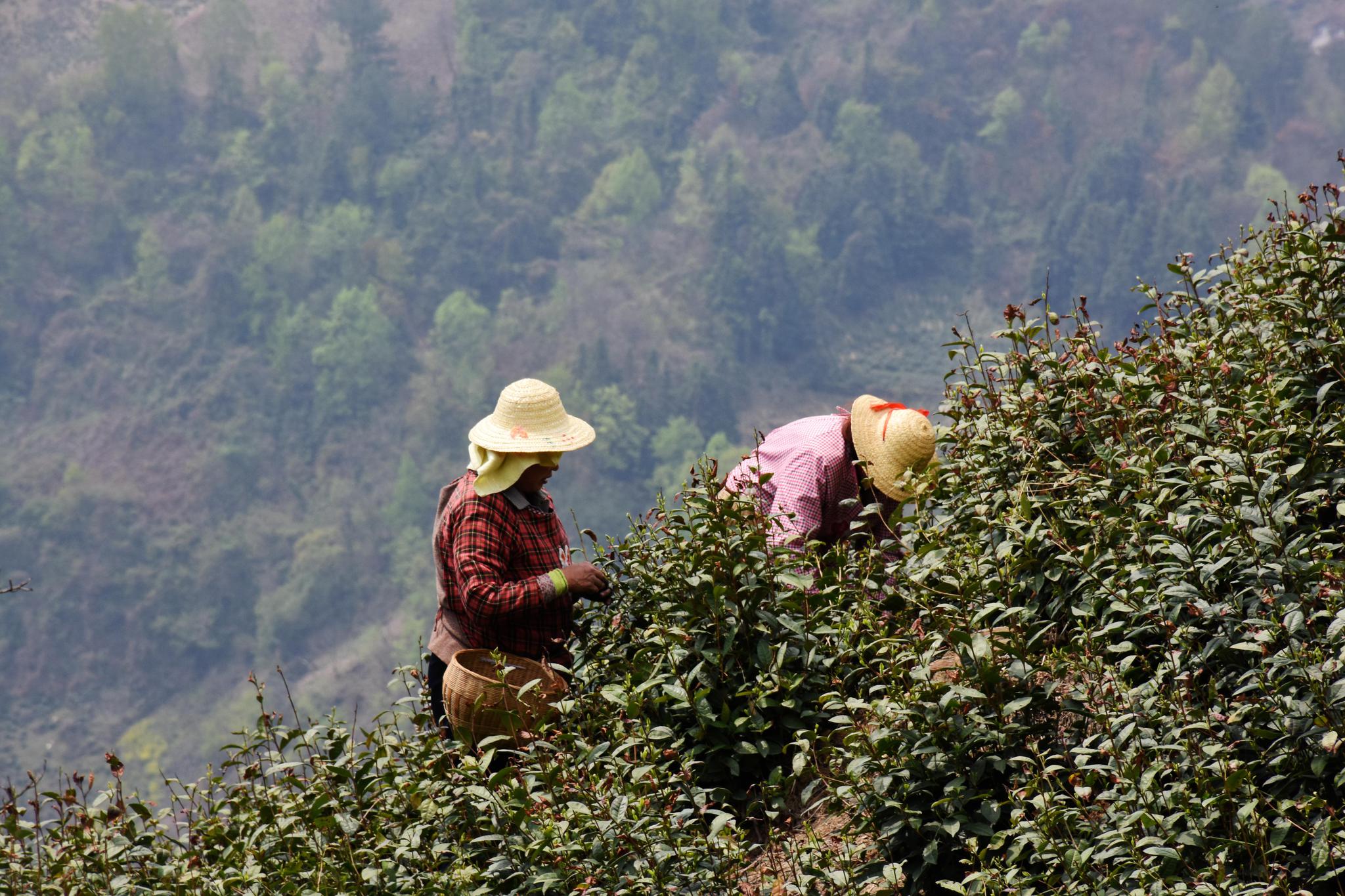 大山里的采茶工 一天干10小时赚80元_茶叶