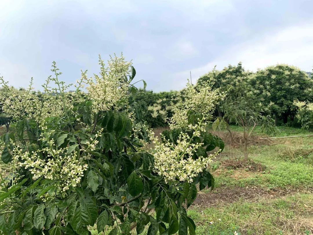 67廖屋村的村民正忙着对陆续开花的鸡心黄皮树进行打理,希望今年的