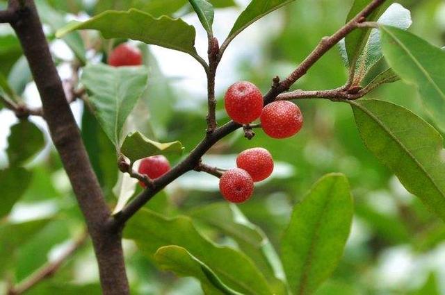 而且这种野生植物大多具备药用价值,胡颓子就经常被添加