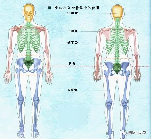 史上最全的骨盆终极详解一带您深入了解身体中最重要的构造