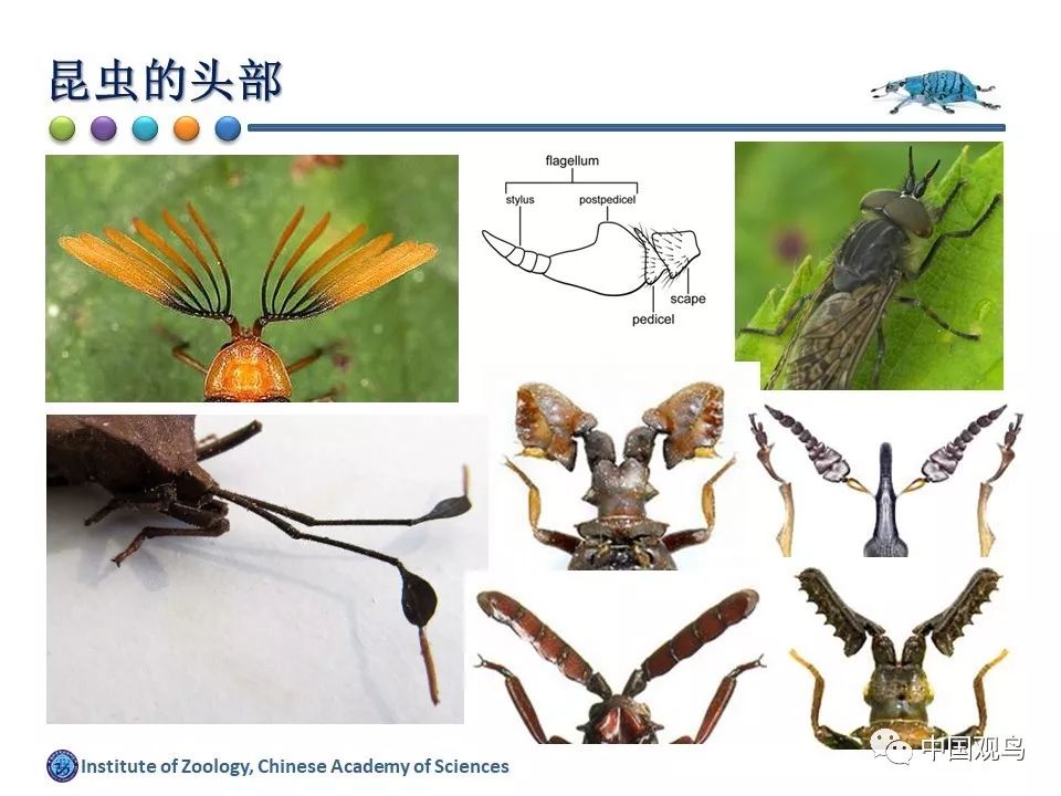 中国科学院动物进化与系统学重点实验室,长期从事昆虫(鞘翅目象虫总科