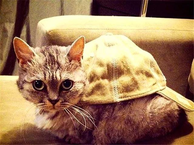 猫咪不管打扮成什么样，它都可以很好看！