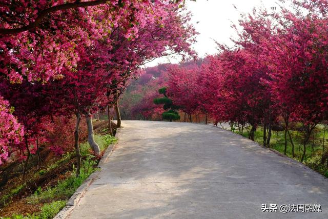 惊艳!那片红色的花海——常德市第四届"红林花雨节"完美落幕