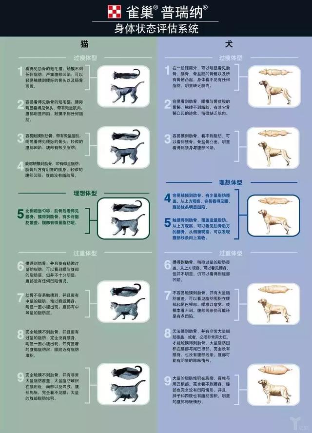 千亿宠物市场，终究还是一场技术战