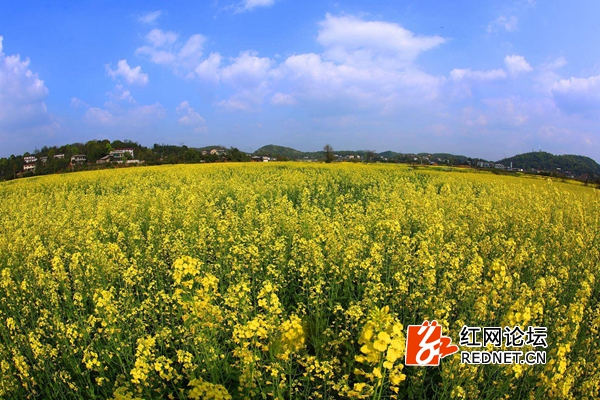 株洲仙庾镇黄陵田油菜花盛开.网友"勤奋向上"供图