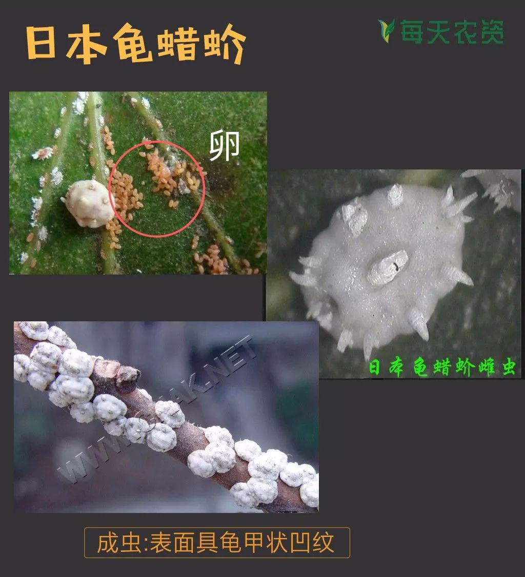 日本龟蜡蚧一般1年发生3代,各代幼虫孵化盛期为5月中,下旬,7月中,下旬