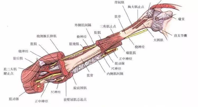 前臂内侧皮神经卡压综合征