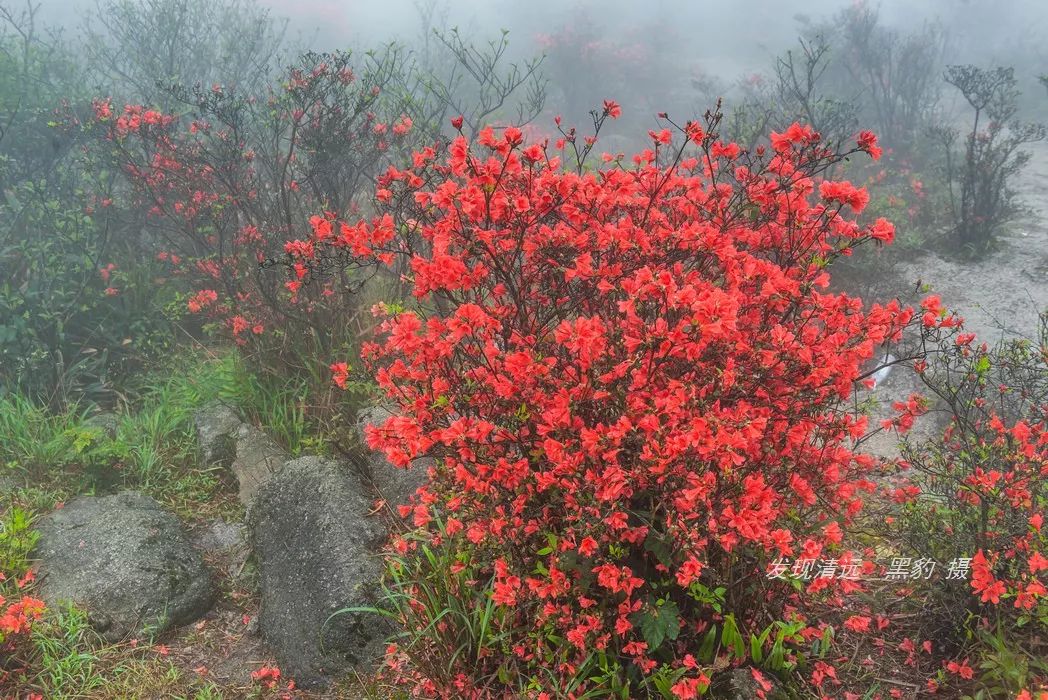 清远望军山野生杜鹃花海2019年最新实拍,送详细攻略!