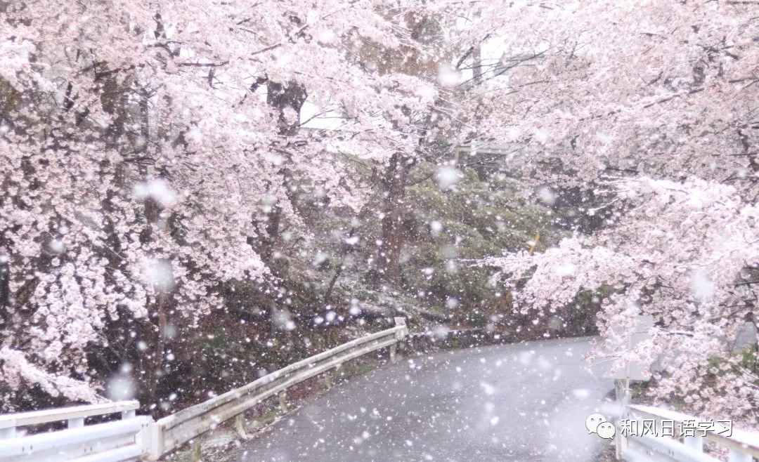 东日本多地出现降雪,恰逢樱花未落,雪樱花竟然这么美!