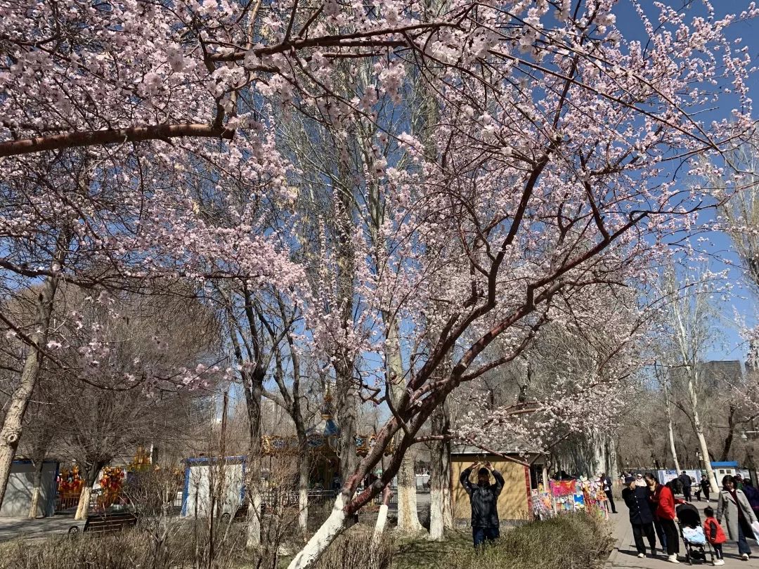 乌鲁木齐赏桃花地图出炉周末走起来