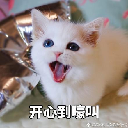 猫咪表情包你开心就好