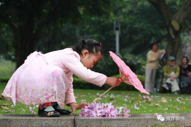 柳州四月天紫荆花盛开花瓣漫天飞，美的不像话
