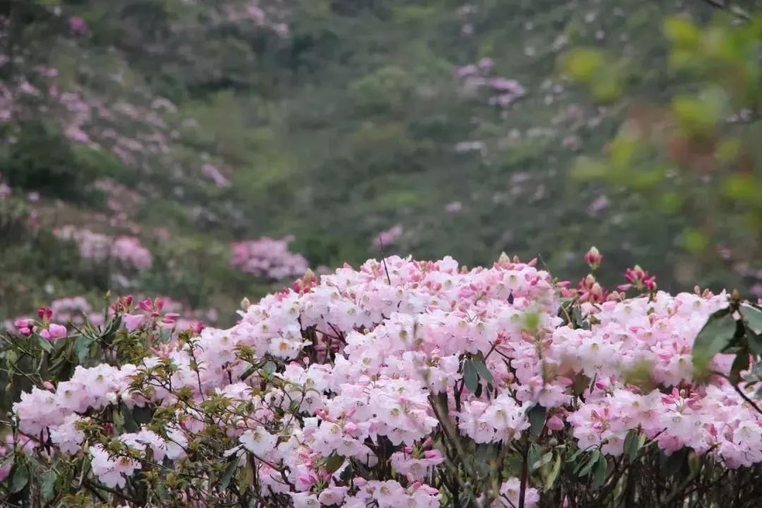 春暖花开,一起相约炎陵大院赏杜鹃花!(内含福利)_云上