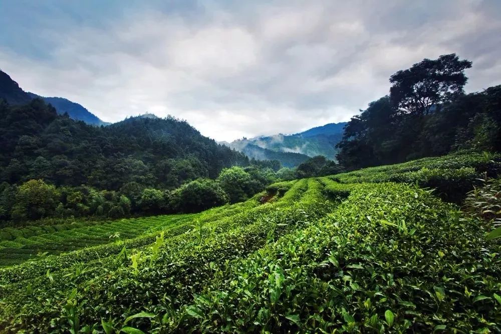 你选购武夷山平价优质好岩茶ag真人又到一年采茶季教(图7)