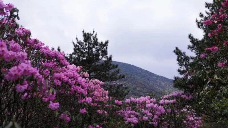 春暖花开,一起相约炎陵大院赏杜鹃花!(内含福利)_云上