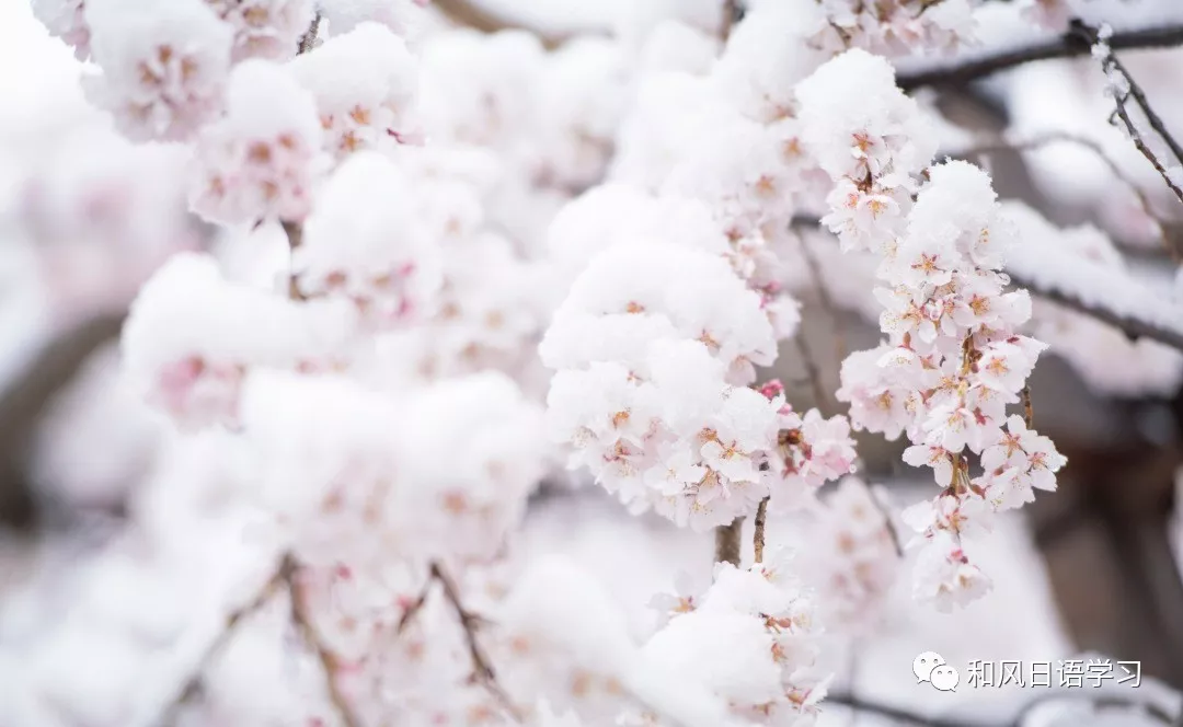 东日本多地出现降雪,恰逢樱花未落,雪樱花竟然这么美!