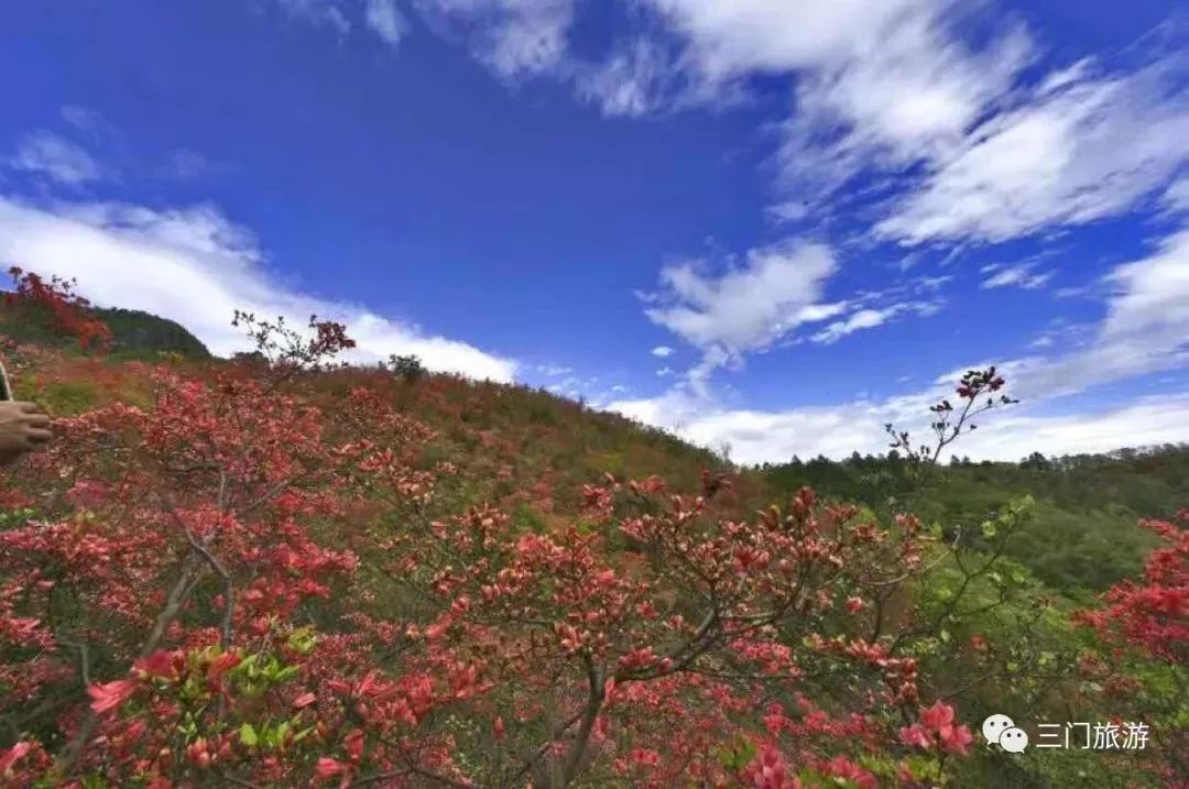 4月的主角登场!浙东有座山,开满了绝美野杜鹃花,最佳赏花攻略来啦!