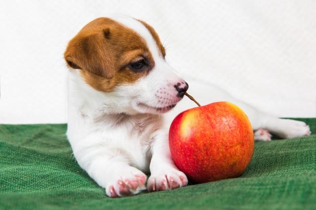 原创一天一苹果,医生远离我,喂狗狗吃苹果能让宠物医生失业吗?