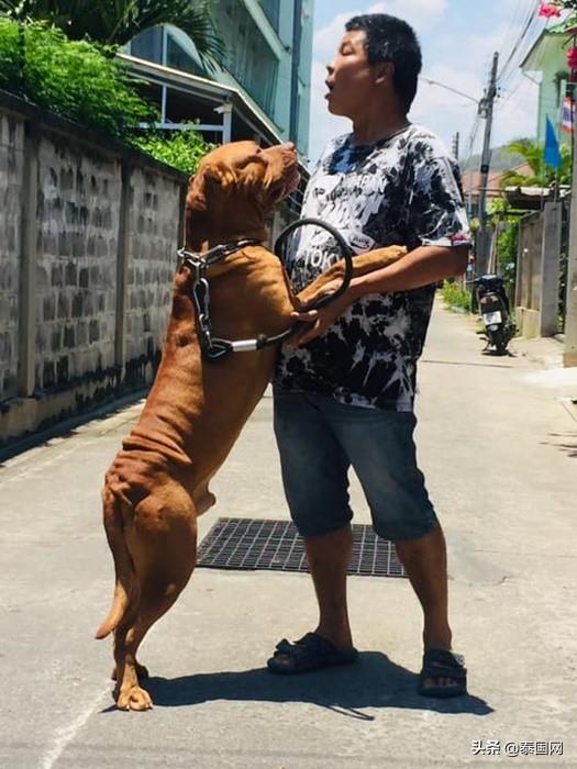 「那就陪我到生命盡頭吧！」泰國狗子不願與癌症晚期主人分離 寵物 第3張