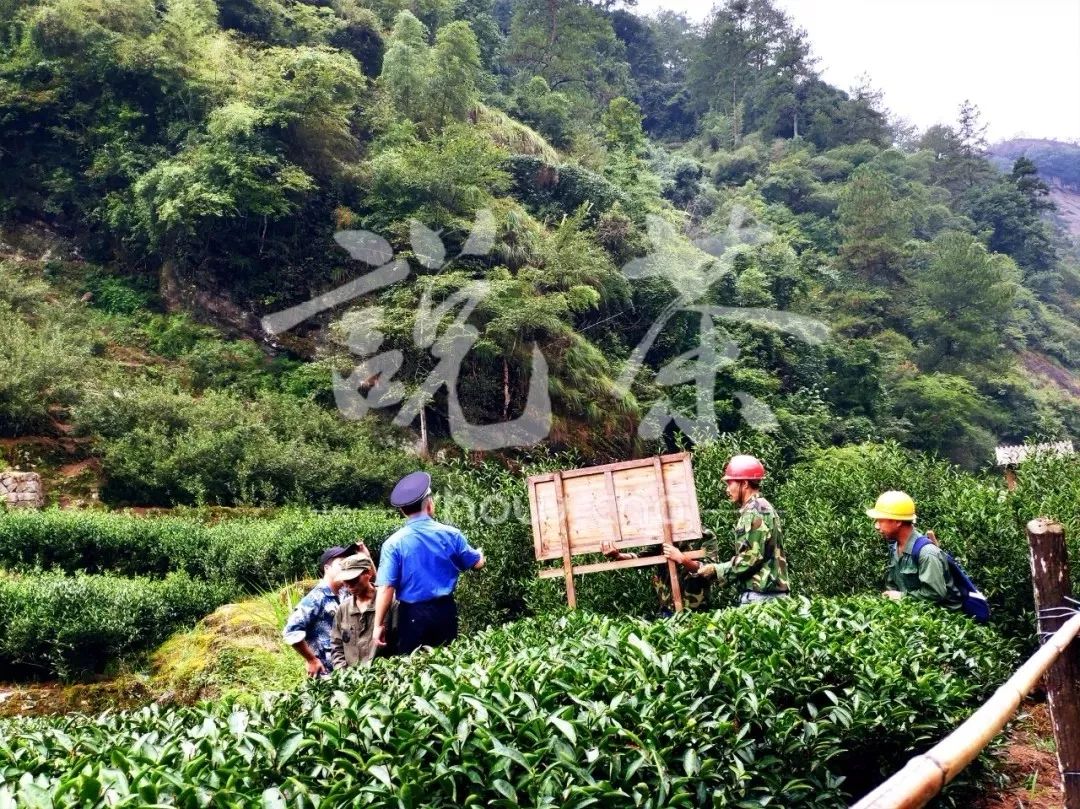 教你选购武夷山平价优质好岩茶AG真人国际又到一年采茶季(图5)