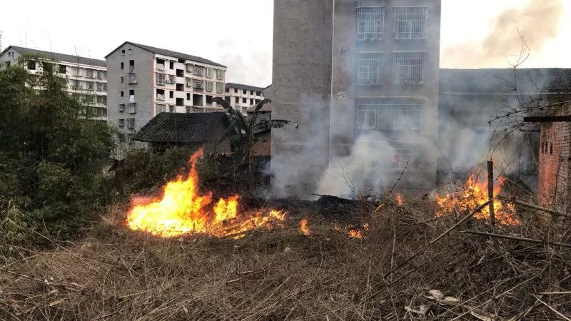 大竹一老人焚烧竹子却引大火,背后就是树林._火灾