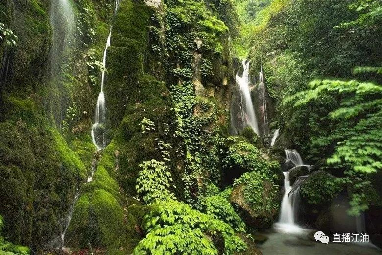 大面积的原始森林形成天然屏障,使得山体储水量丰沛.