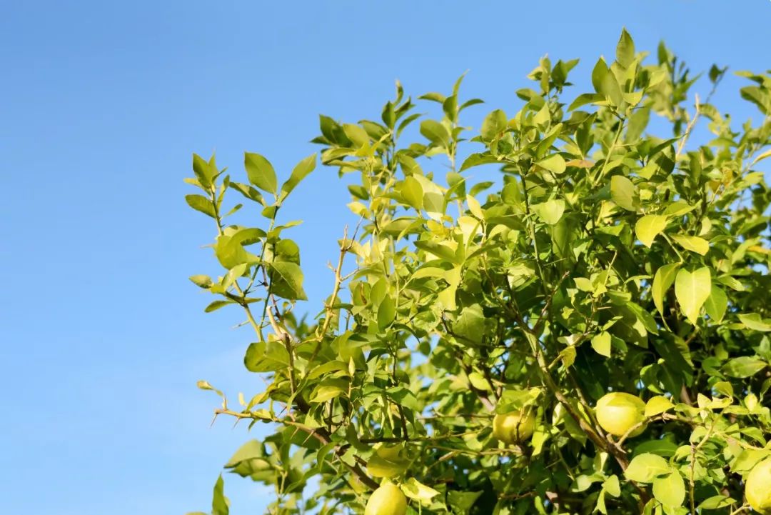 说起来很有意思,卡拉布里亚是世界上最大的香柠檬(bergamot)产地,而