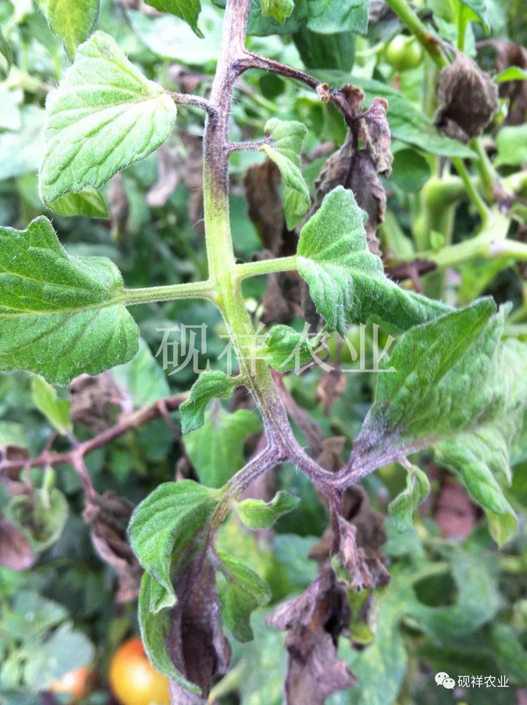 斑长出白色霉层晚疫病叶片初期症状染病的茎秆和果实番茄细菌性斑点病