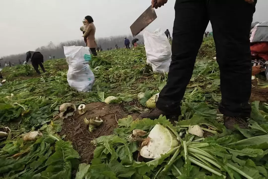 萝卜人口_萝卜卡通图片(3)