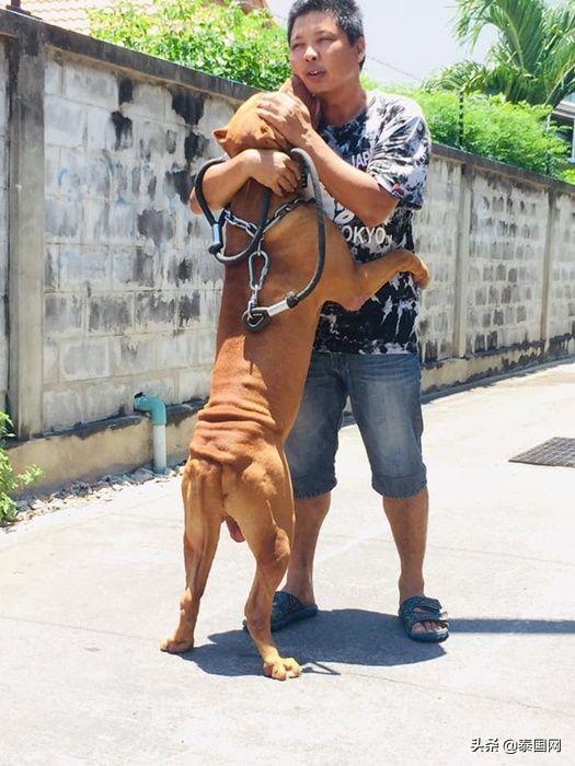 「那就陪我到生命盡頭吧！」泰國狗子不願與癌症晚期主人分離 未分類 第2張