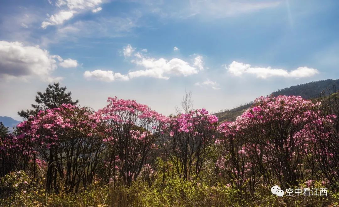 明日,井冈山杜鹃花节开幕啦!花已开好,静待君来!