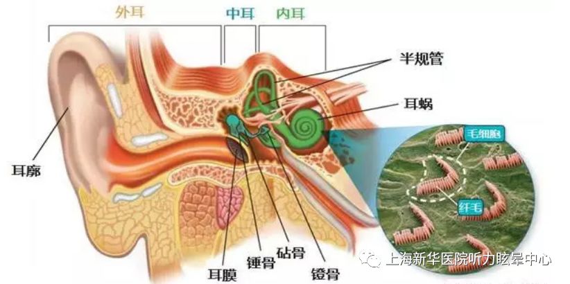 耳解剖可分为为三个部分 外耳-外耳道 中耳-鼓膜和听小骨 内耳-耳蜗