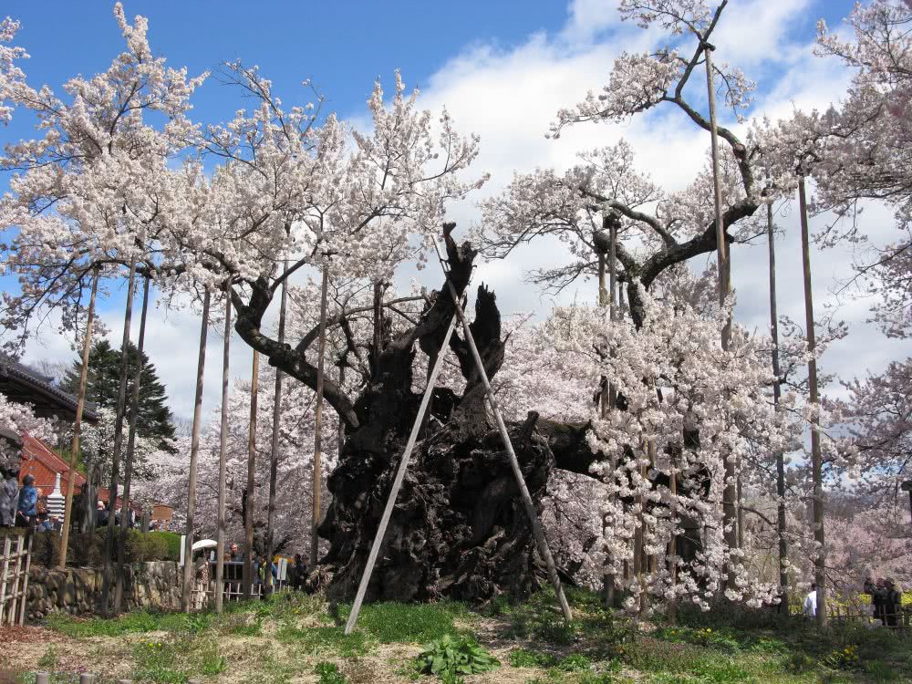 梅花樱花斗宠的背后，是日本想要淡化中国文化_手机搜狐网