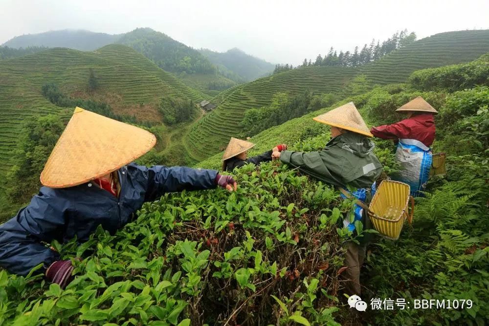 广西融安板榄镇有多少人口_广西融安哪招工(2)