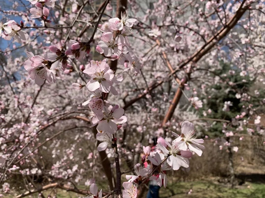 乌鲁木齐赏桃花地图出炉周末走起来