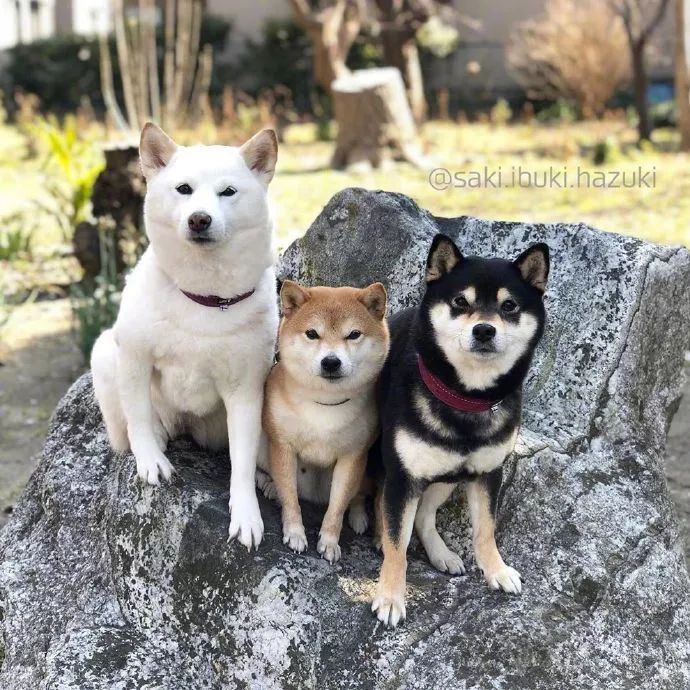 特别有喜感的柴犬三兄弟!瞬间开心了!