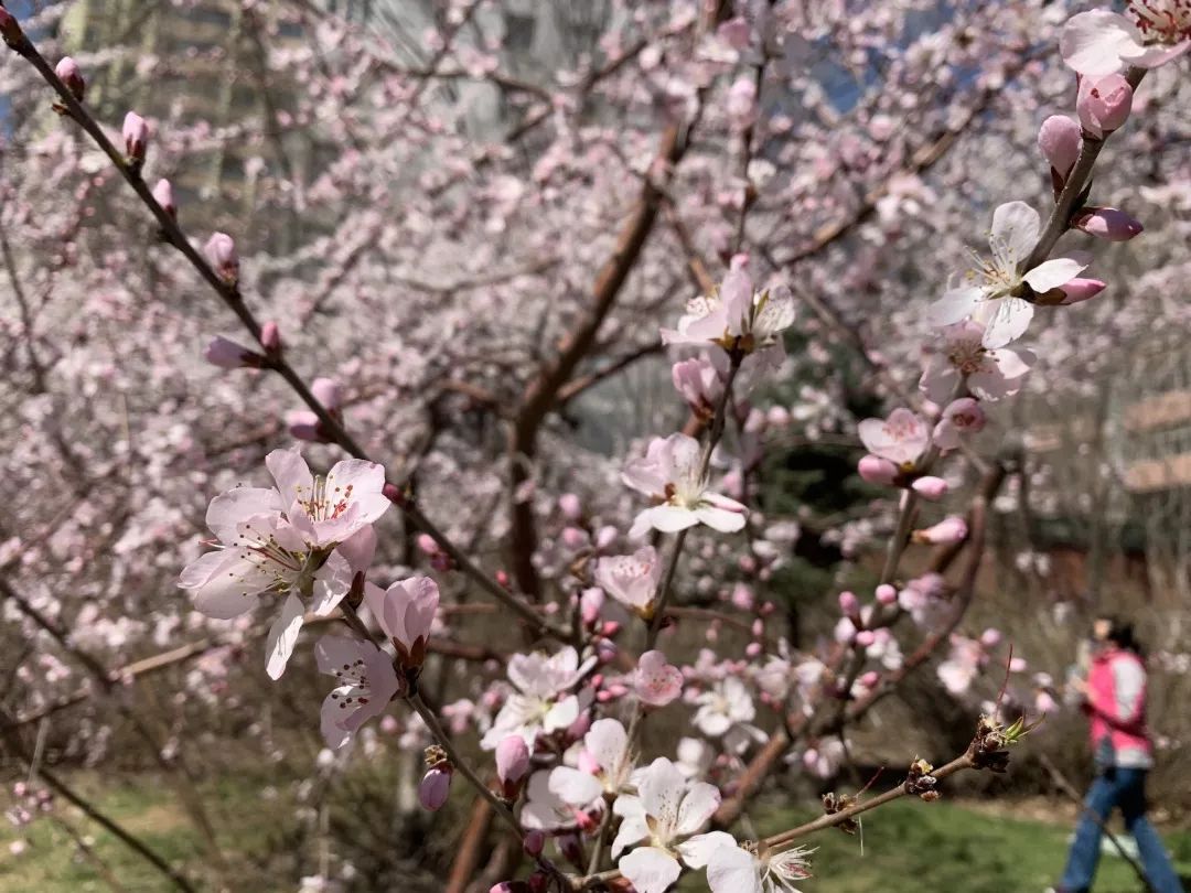 建设路上的桃花 文,图,视频/新疆头条记者 孙芳婷 编辑/刘宸伟 旅游