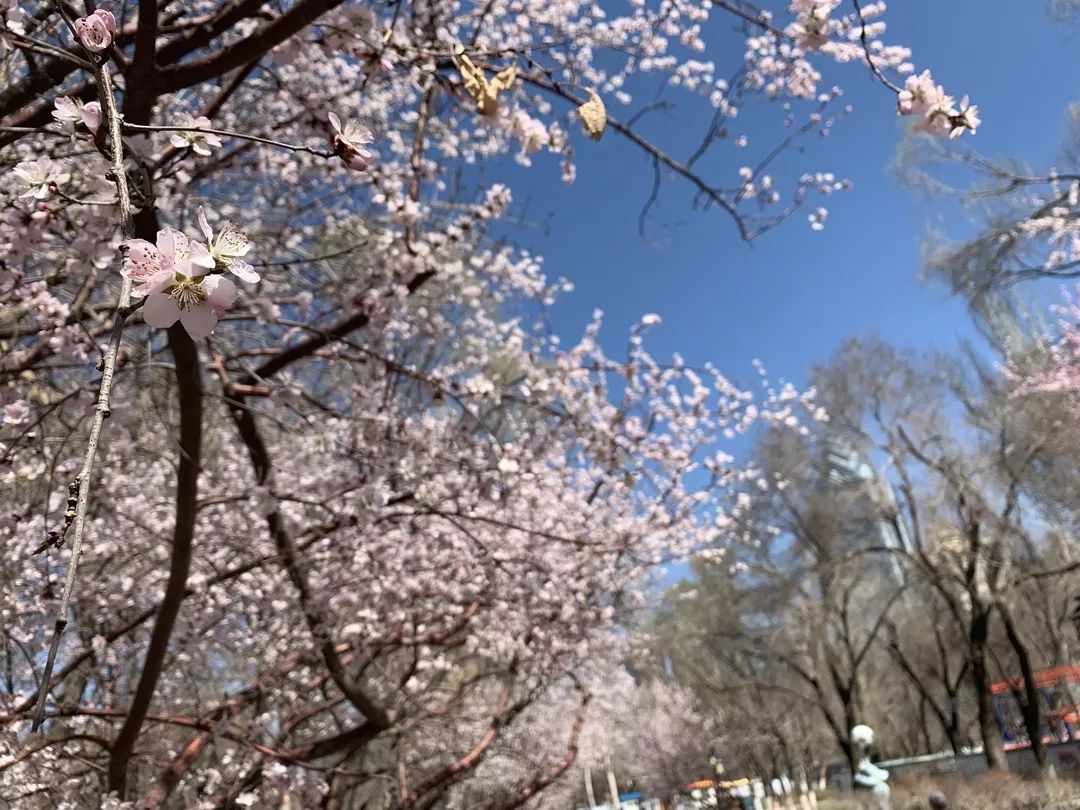 乌鲁木齐赏桃花地图出炉周末走起来