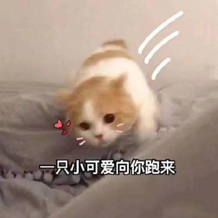 猫咪表情包:你忍心不理我吗