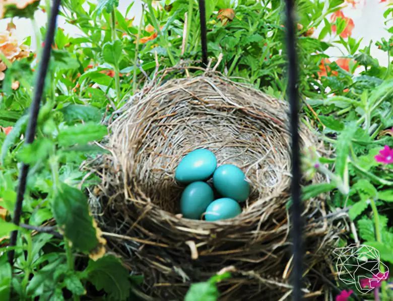 (garrulax canorus)旅鸫蛋旅鸫(turdus migratorius)苍鹭蛋苍鹭(ardea