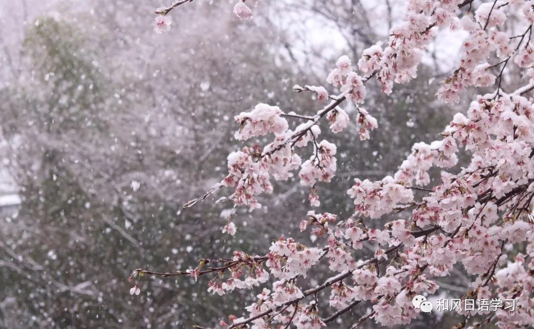 东日本多地出现降雪,恰逢樱花未落,雪樱花竟然这么美!