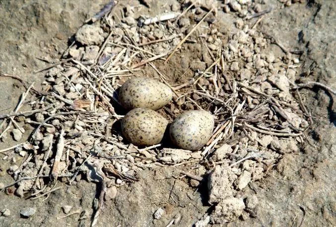 金眶鸻(charadrius dubius) 旅鸫(turdus migratorius) 棕头鸦雀