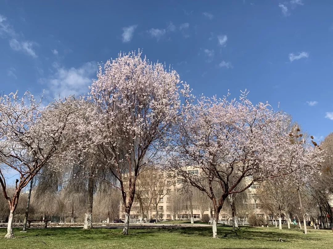 乌鲁木齐赏桃花地图出炉,周末走起来